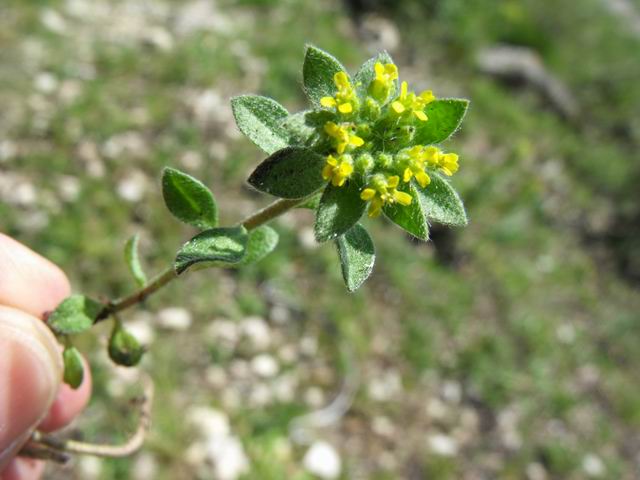 Alyssum campestre